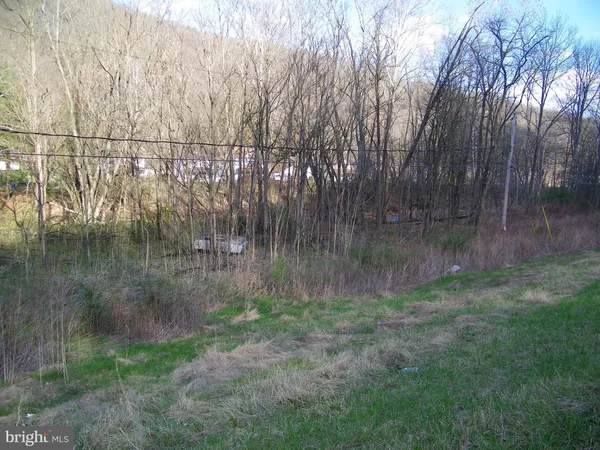 a view of a yard with large trees