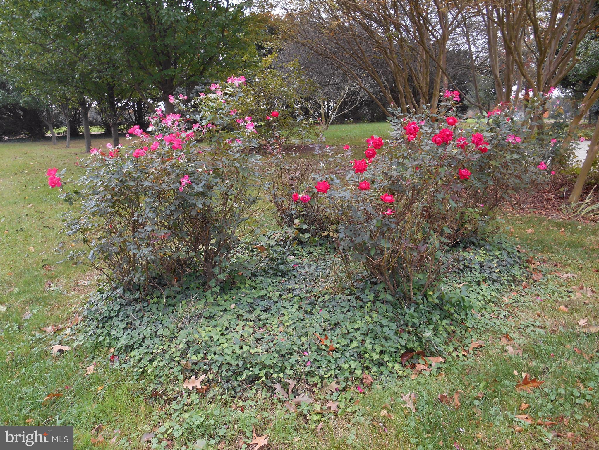 29891 Grasswell Road Easton, MD 21601 - Photo 29 of 29 Rose bushes on both sides of driveway