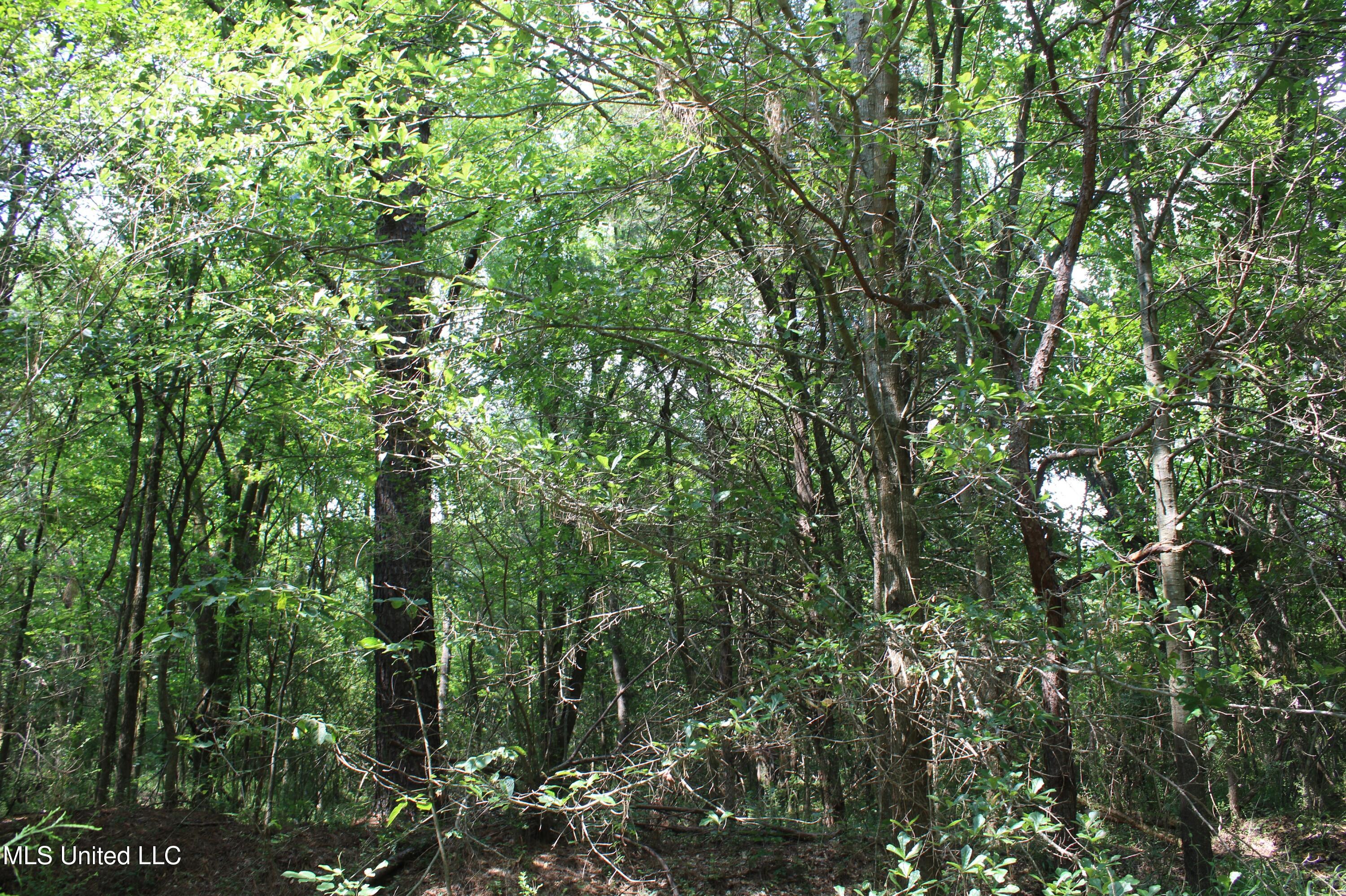 3466 Bethel Road Olive Branch, MS 38654 - Photo 32 of 86 IMG_1682