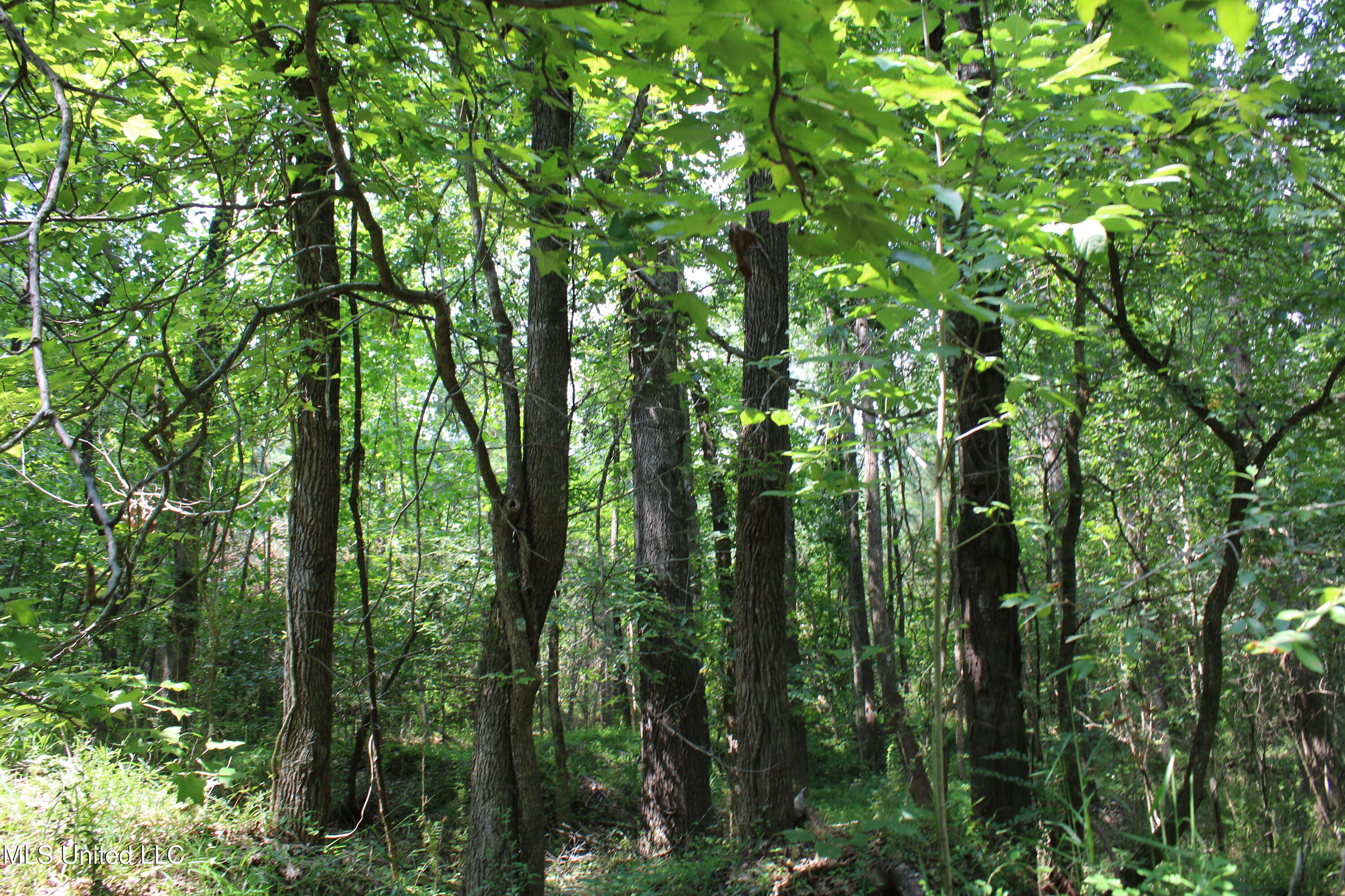 3466 Bethel Road Olive Branch, MS 38654 - Photo 33 of 86 IMG_1683