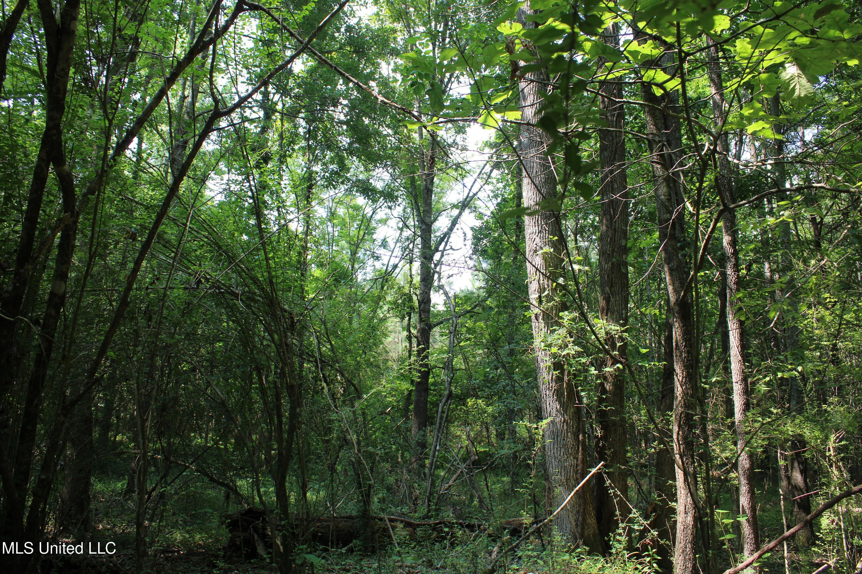 3466 Bethel Road Olive Branch, MS 38654 - Photo 34 of 86 IMG_1684