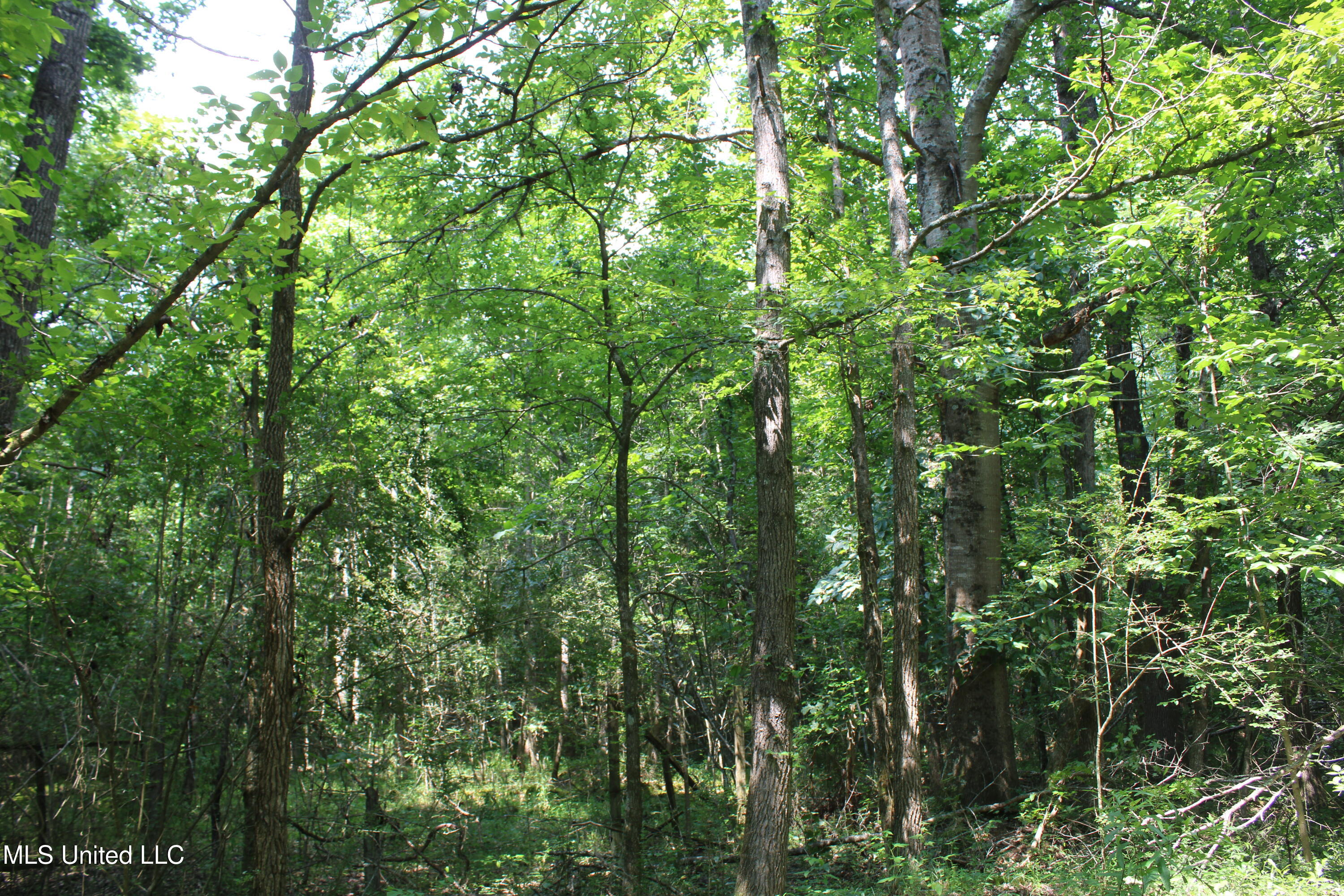 3466 Bethel Road Olive Branch, MS 38654 - Photo 35 of 86 IMG_1685