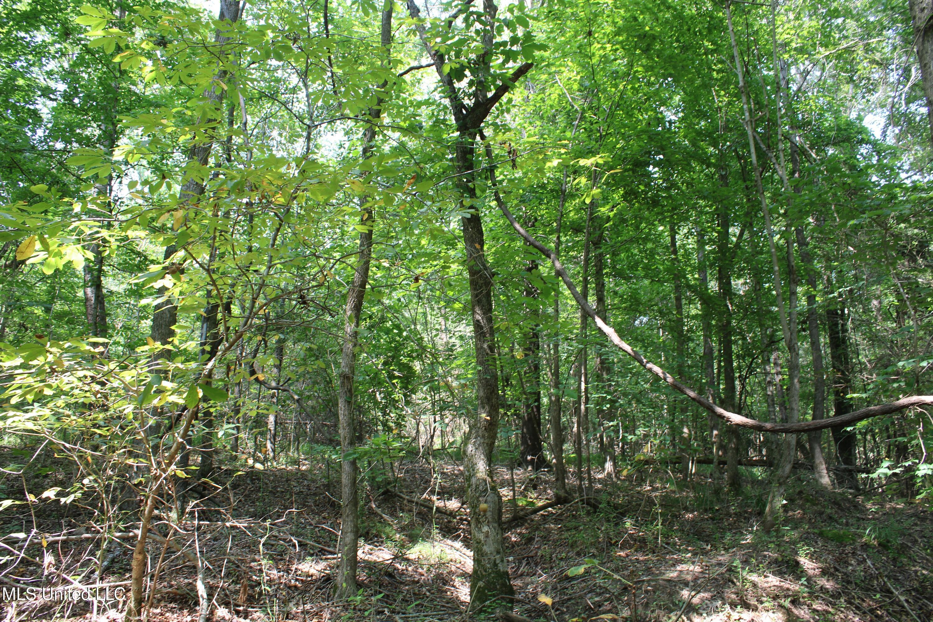 3466 Bethel Road Olive Branch, MS 38654 - Photo 42 of 86 IMG_1692