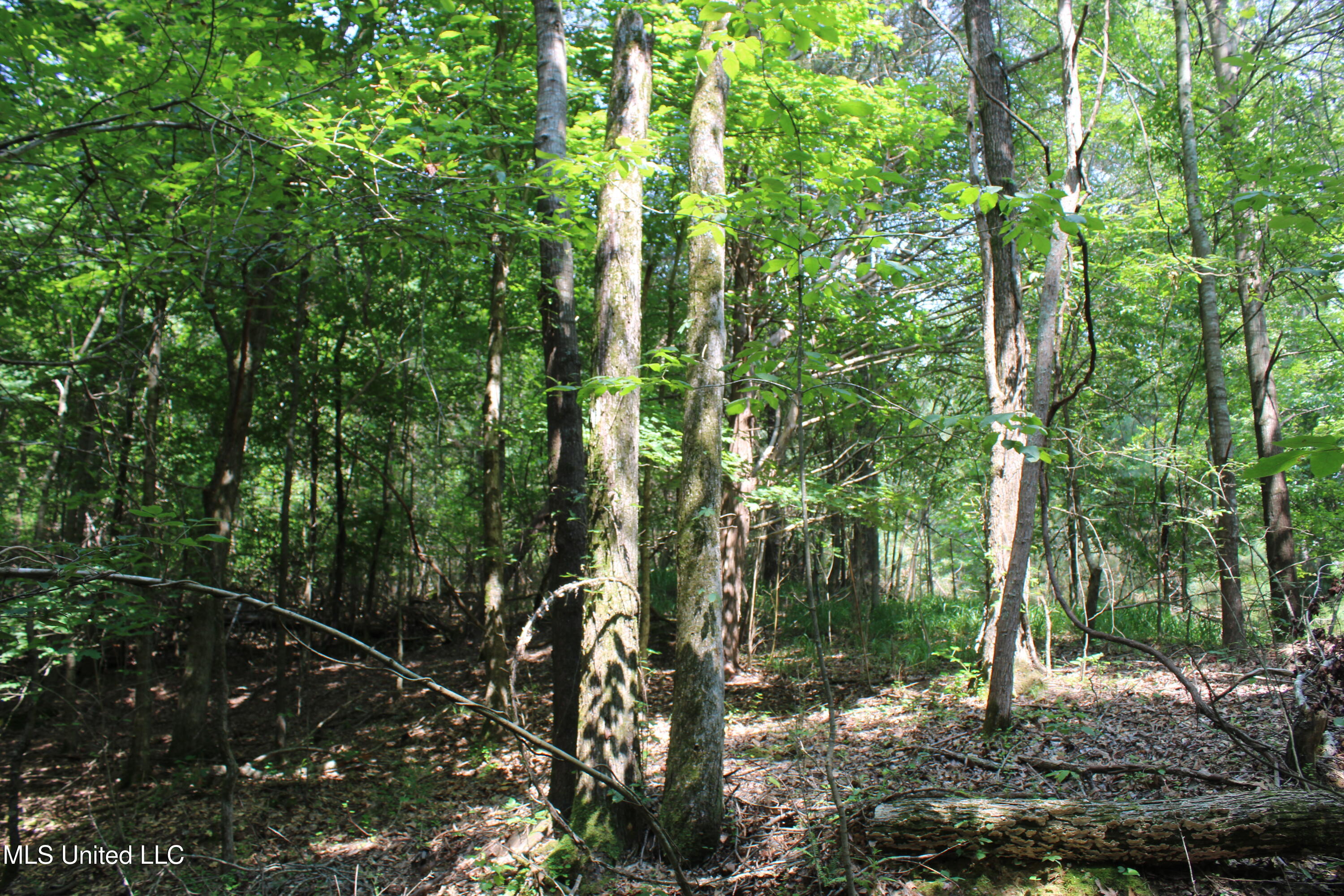 3466 Bethel Road Olive Branch, MS 38654 - Photo 43 of 86 IMG_1693