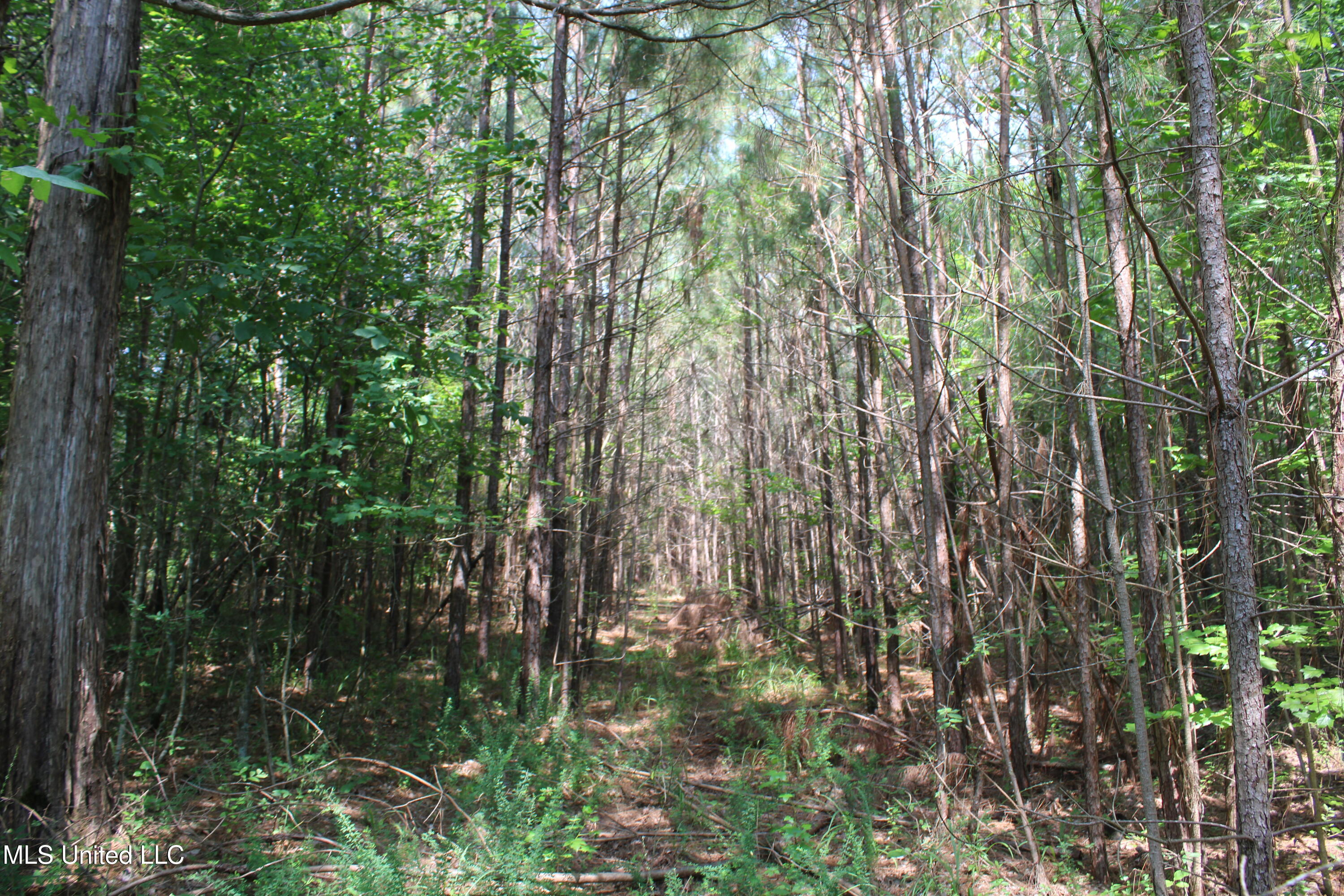 3466 Bethel Road Olive Branch, MS 38654 - Photo 44 of 86 IMG_1694