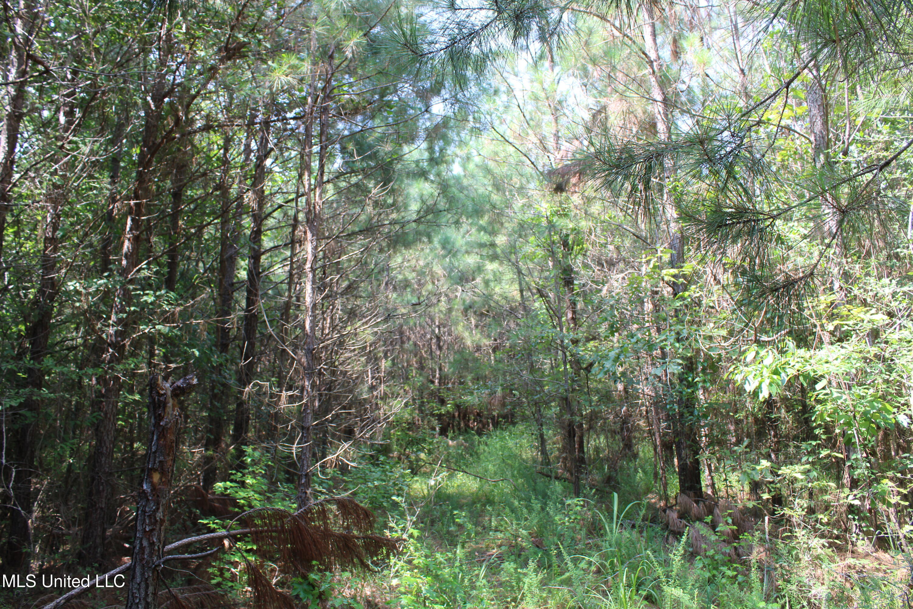 3466 Bethel Road Olive Branch, MS 38654 - Photo 45 of 86 IMG_1695