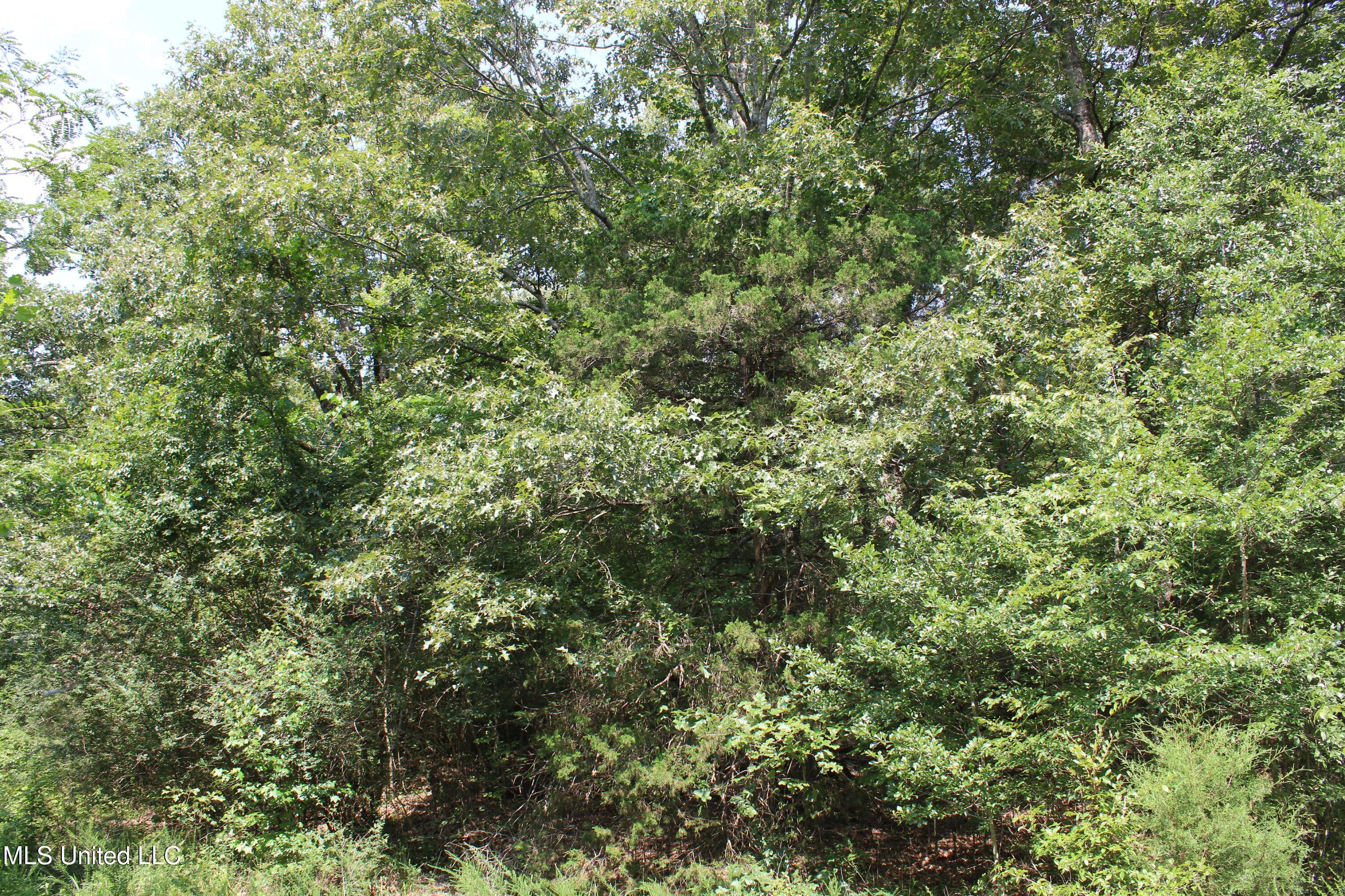 3466 Bethel Road Olive Branch, MS 38654 - Photo 52 of 86 IMG_1702