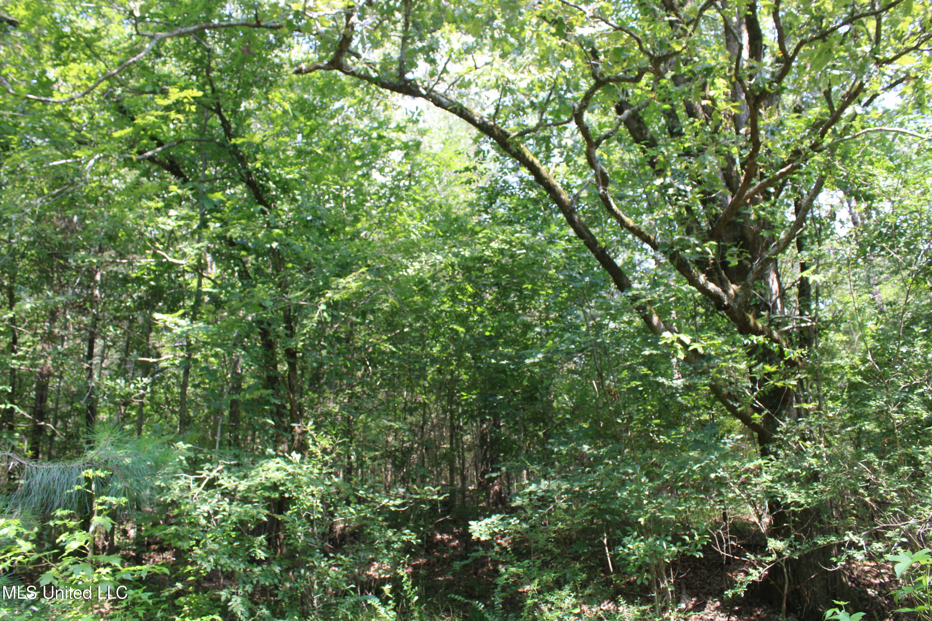 3466 Bethel Road Olive Branch, MS 38654 - Photo 54 of 86 IMG_1704