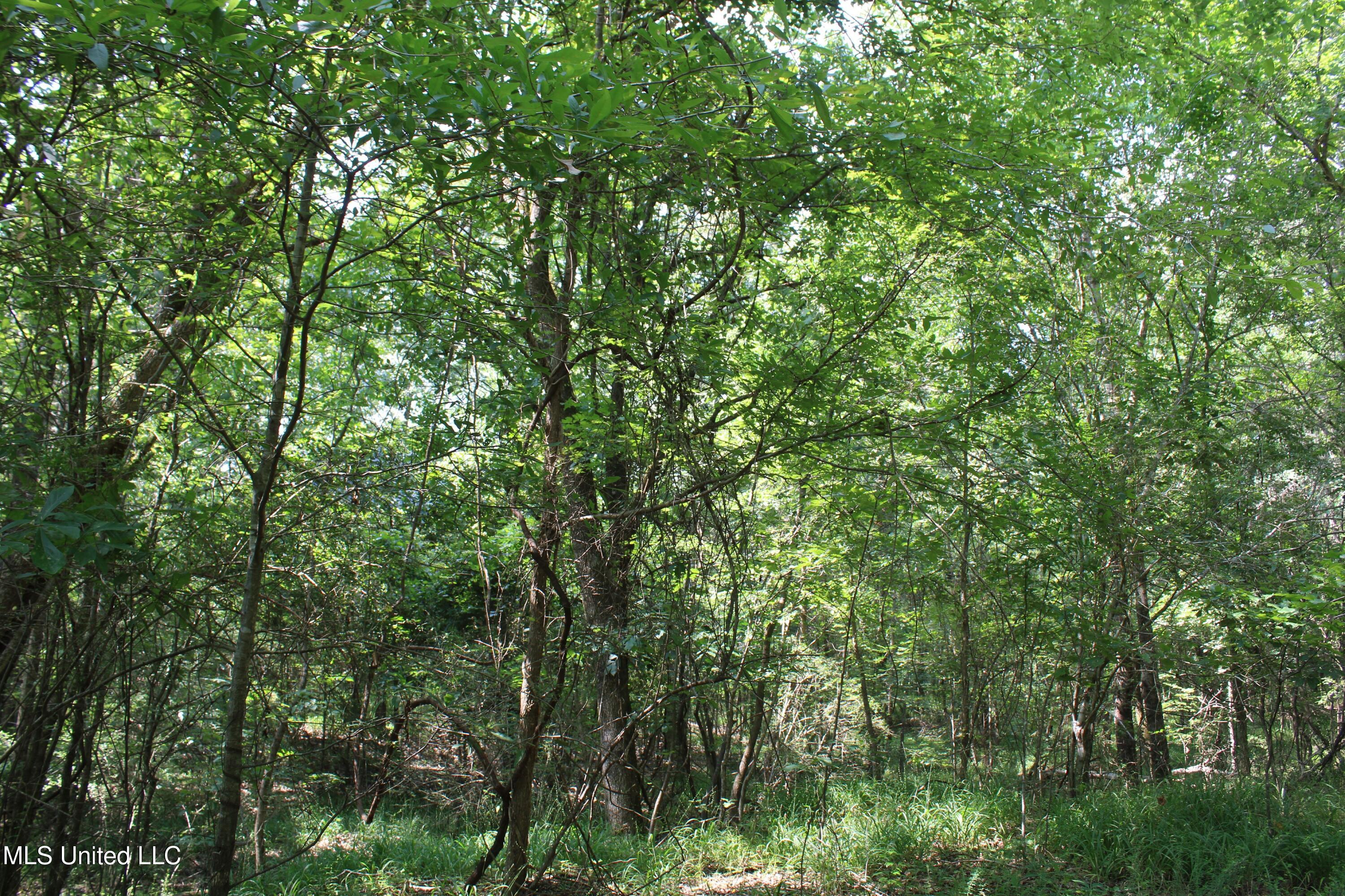 3466 Bethel Road Olive Branch, MS 38654 - Photo 56 of 86 IMG_1706