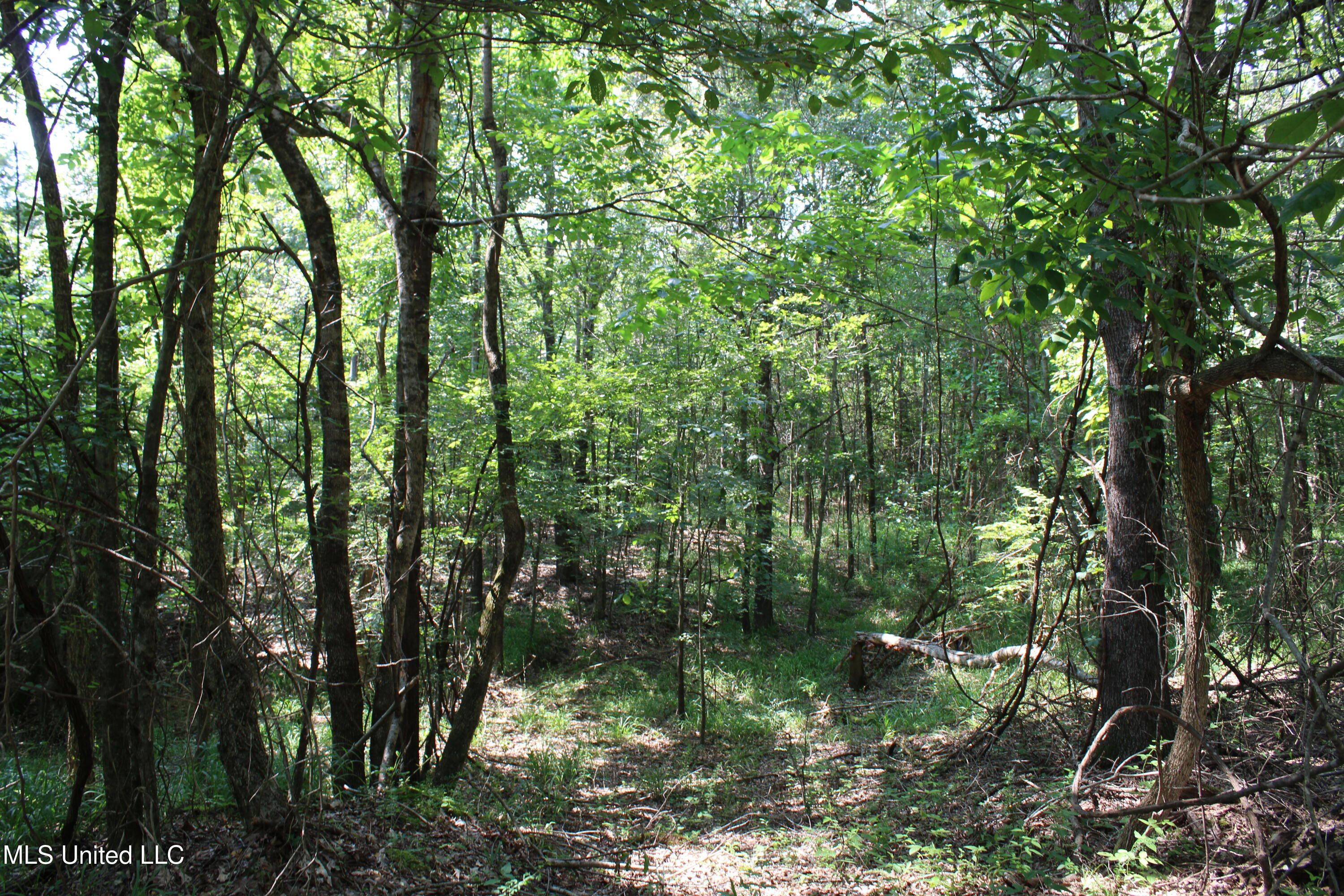 3466 Bethel Road Olive Branch, MS 38654 - Photo 57 of 86 IMG_1707