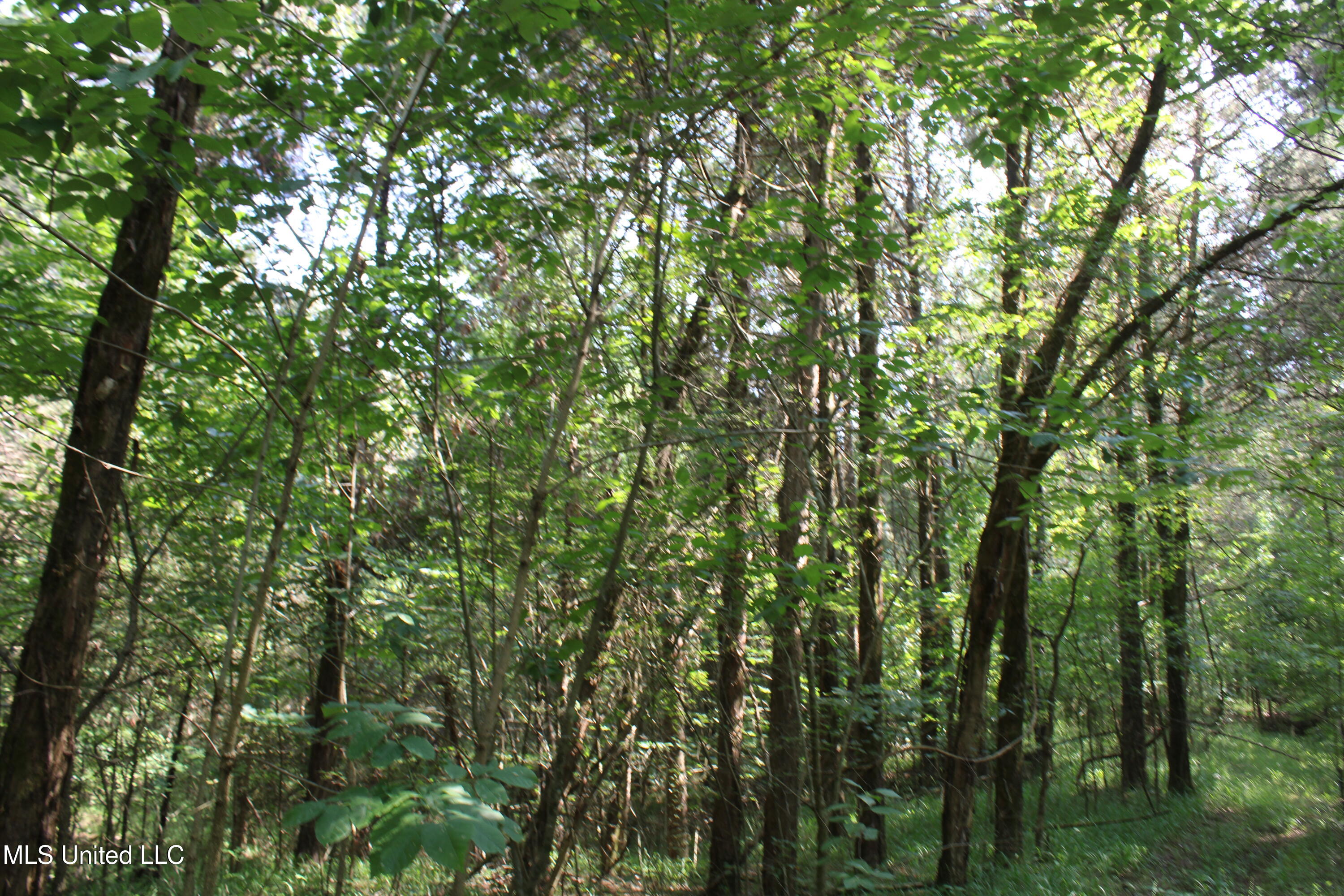 3466 Bethel Road Olive Branch, MS 38654 - Photo 82 of 86 IMG_1732