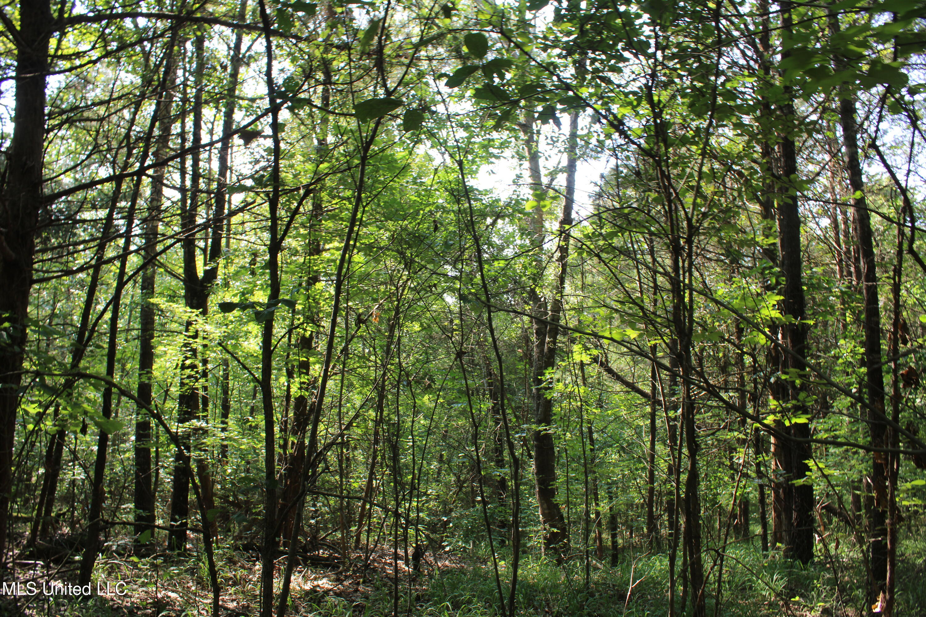 3466 Bethel Road Olive Branch, MS 38654 - Photo 83 of 86 IMG_1733