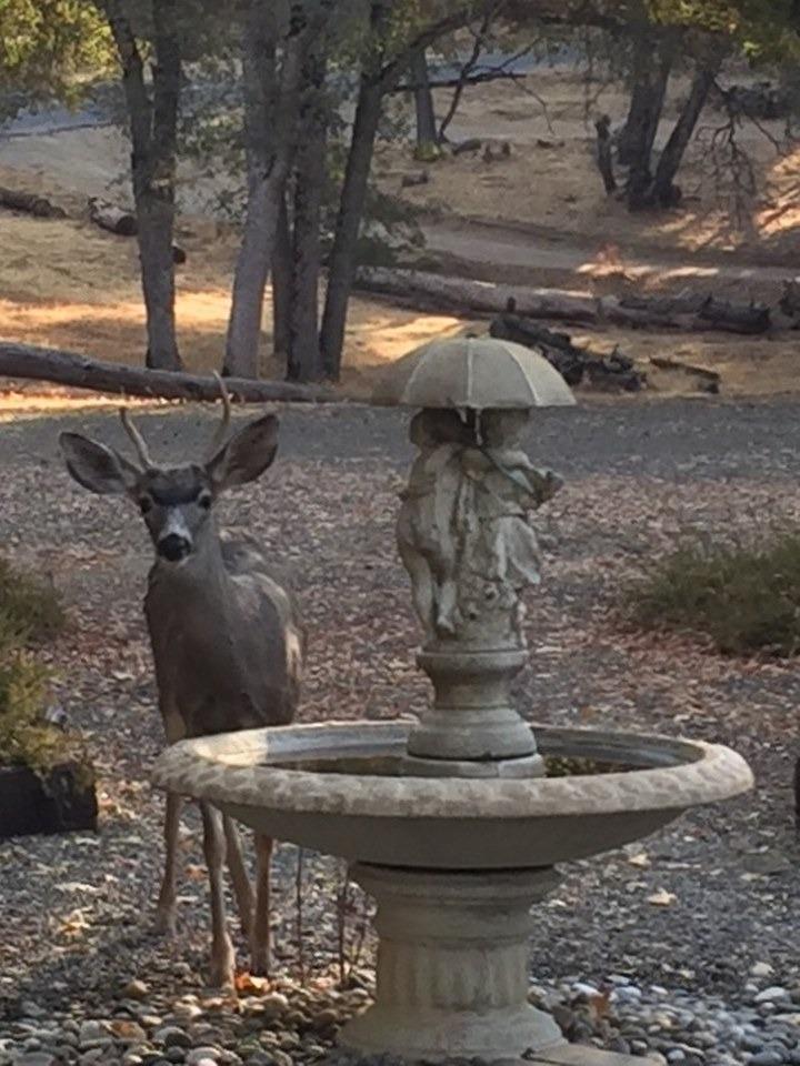 39406 John West Road Oakhurst, CA 93644 - Photo 33 of 38