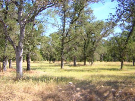 24333 Racoon Way Oak Run, CA 96069 - Photo 7 of 18 Pasture