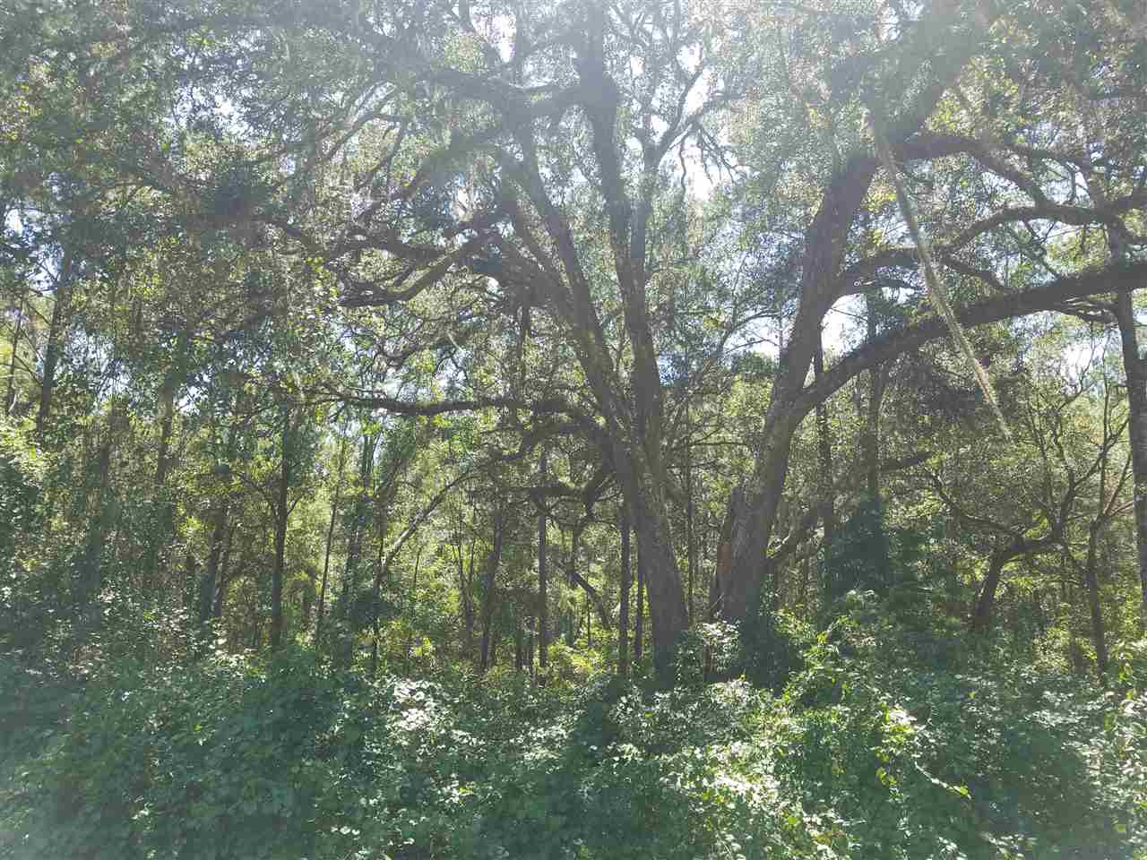 Xx Subdivision Road Monticello, FL 32344 - Photo 4 of 6