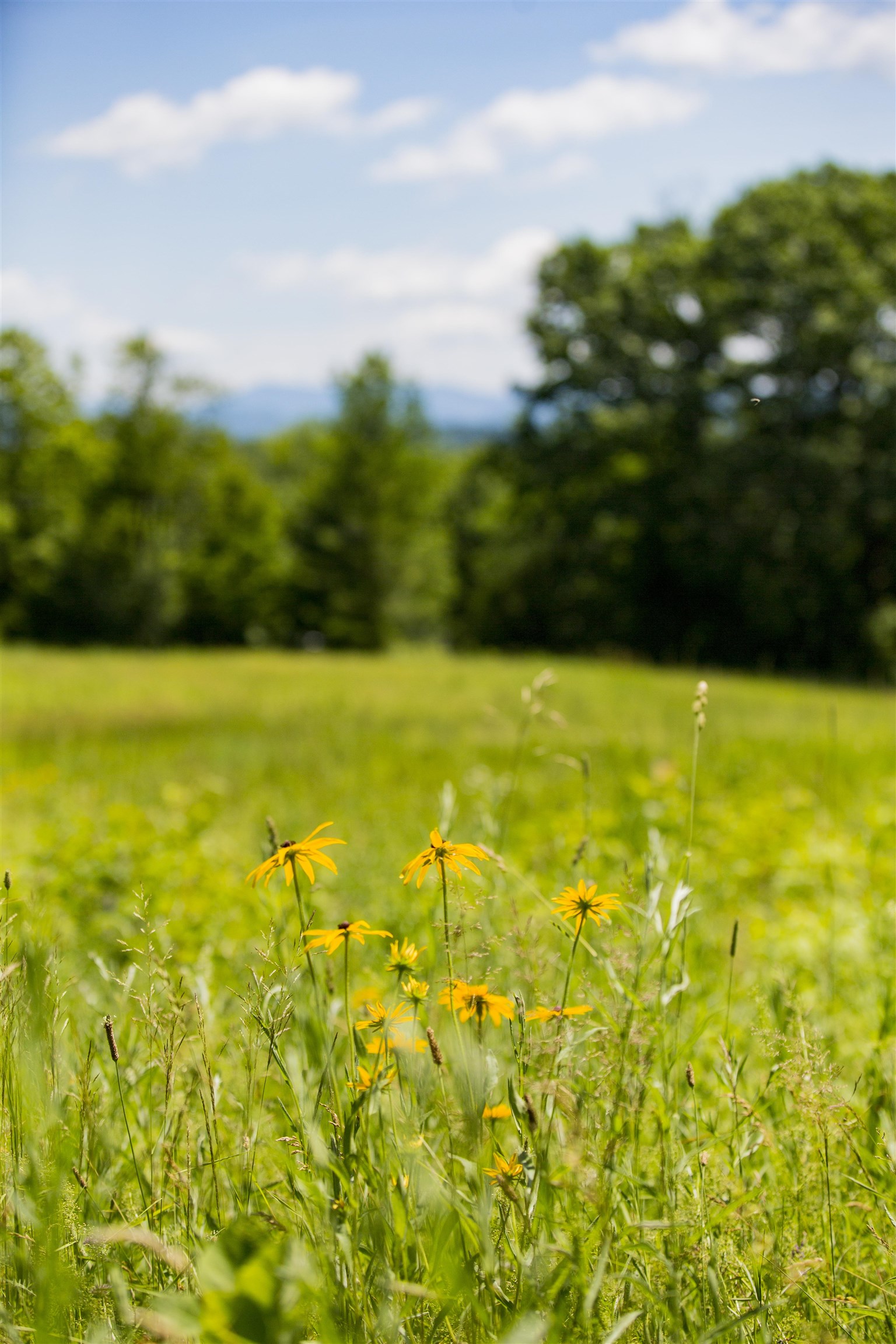 3702 Mt Philo Road, Unit 12 Charlotte, VT 05445 - Photo 21 of 22