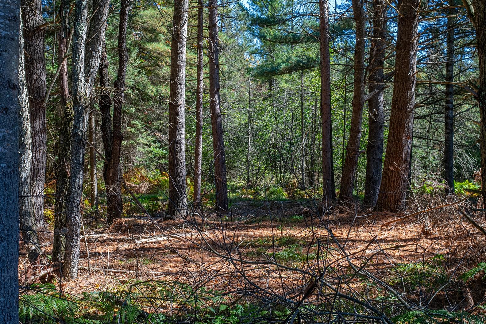 3922 Tre Fiske Road Rhinelander, WI 54501 - Photo 11 of 38 Gallery Image 11