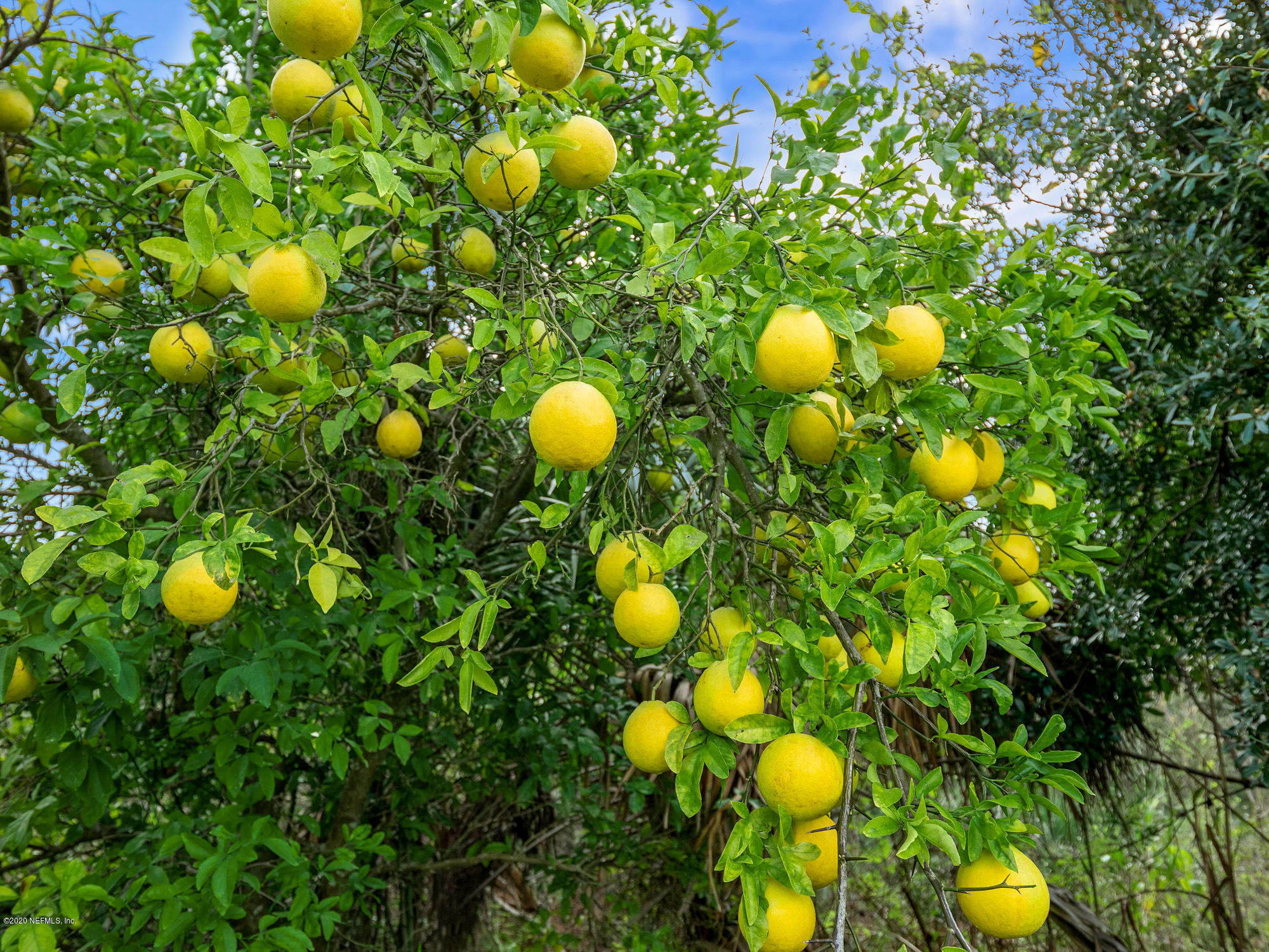 3664 Spinnaker Court Jacksonville, FL 32277 - Photo 42 of 42 a view of a tree in front of tree