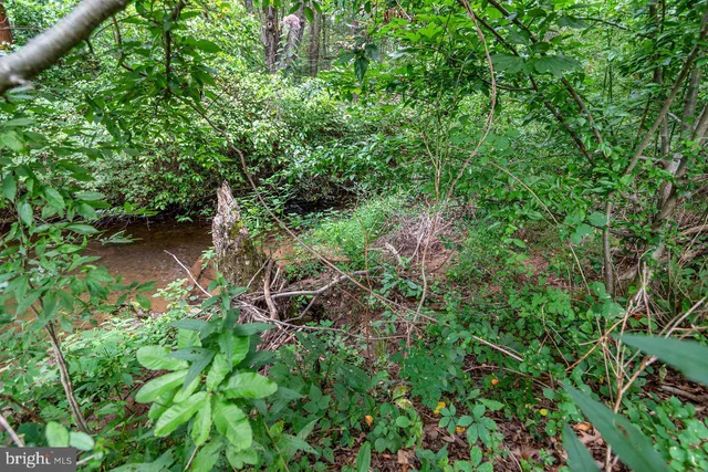a view of a lush green forest