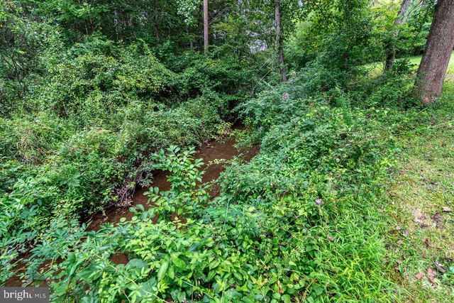 a view of a lush green forest