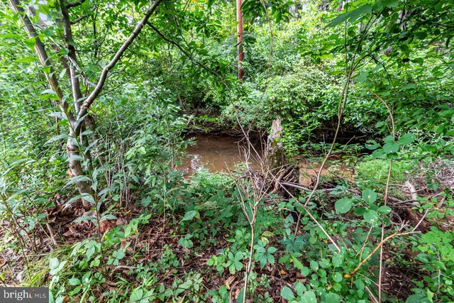 a plant of lots of trees