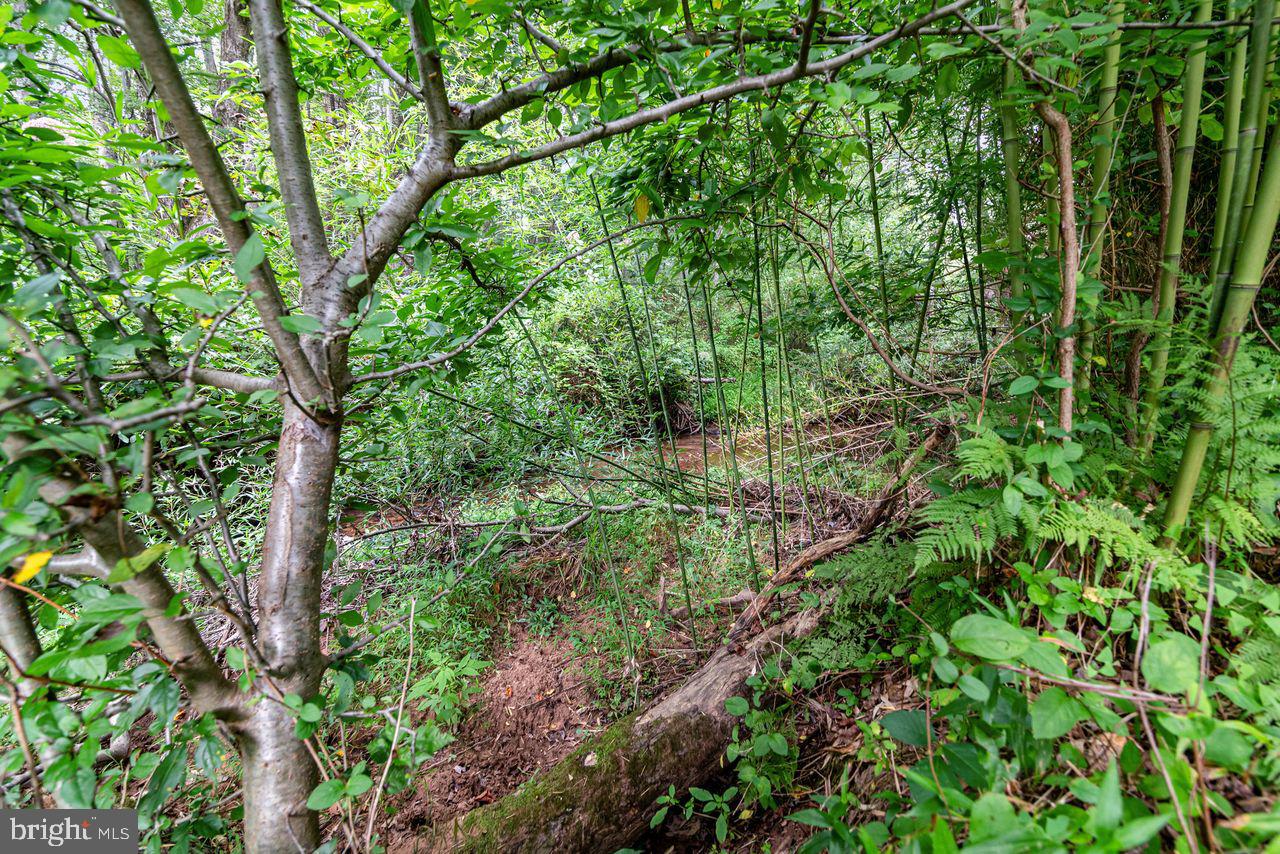 6957 Fishing Creek Valley Road Harrisburg, PA 17112 - Photo 10 of 21 a plant of lots of trees