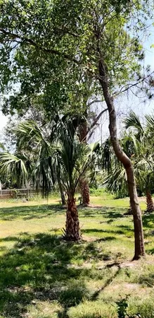 a view of a yard with a tree