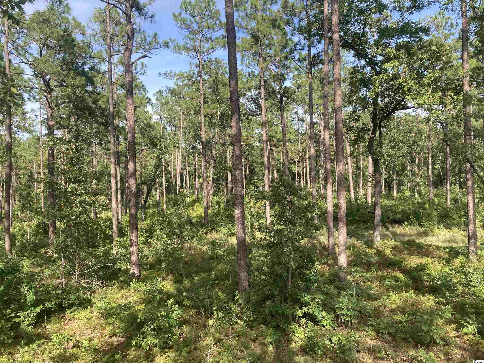 41 Highway 41 Hemingway, SC 29554 - Photo 2 of 12 Gallery Image 2