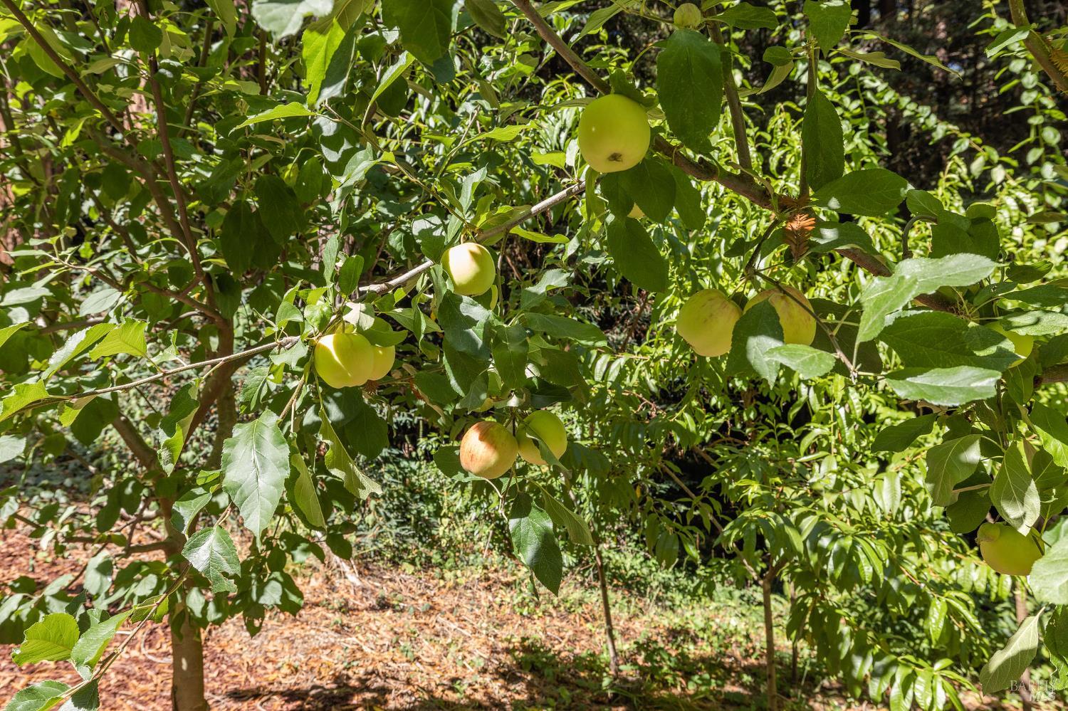 17970 Duncan Road Guerneville, CA 95446 - Photo 16 of 77