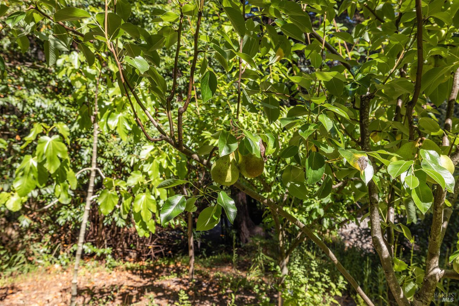 17970 Duncan Road Guerneville, CA 95446 - Photo 23 of 77