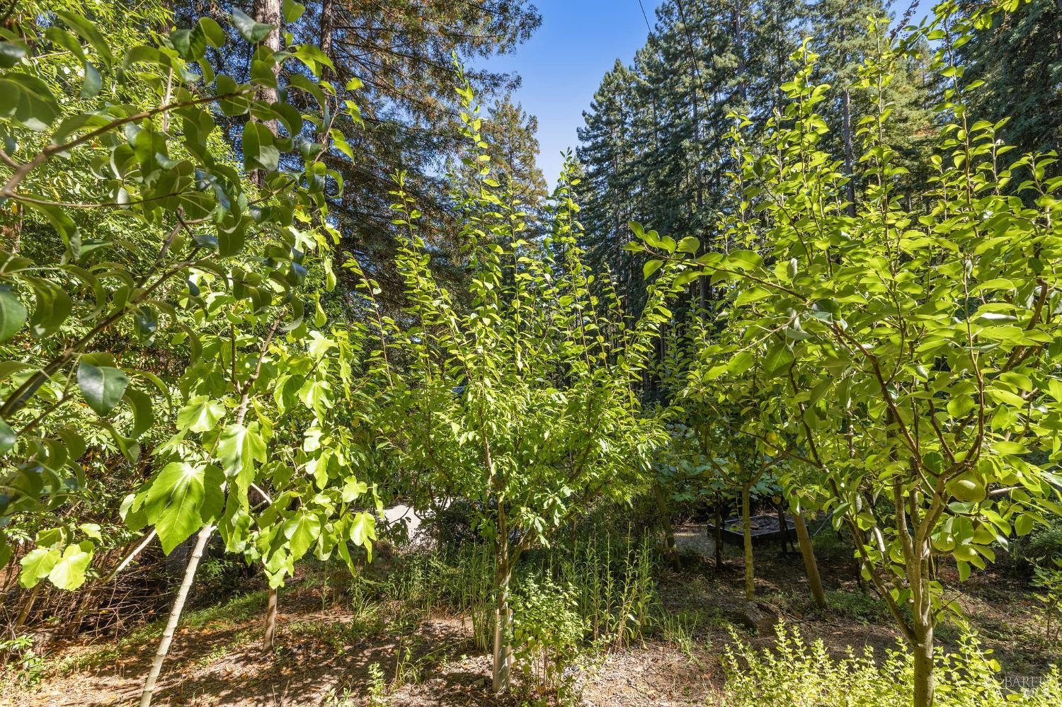 17970 Duncan Road Guerneville, CA 95446 - Photo 24 of 77