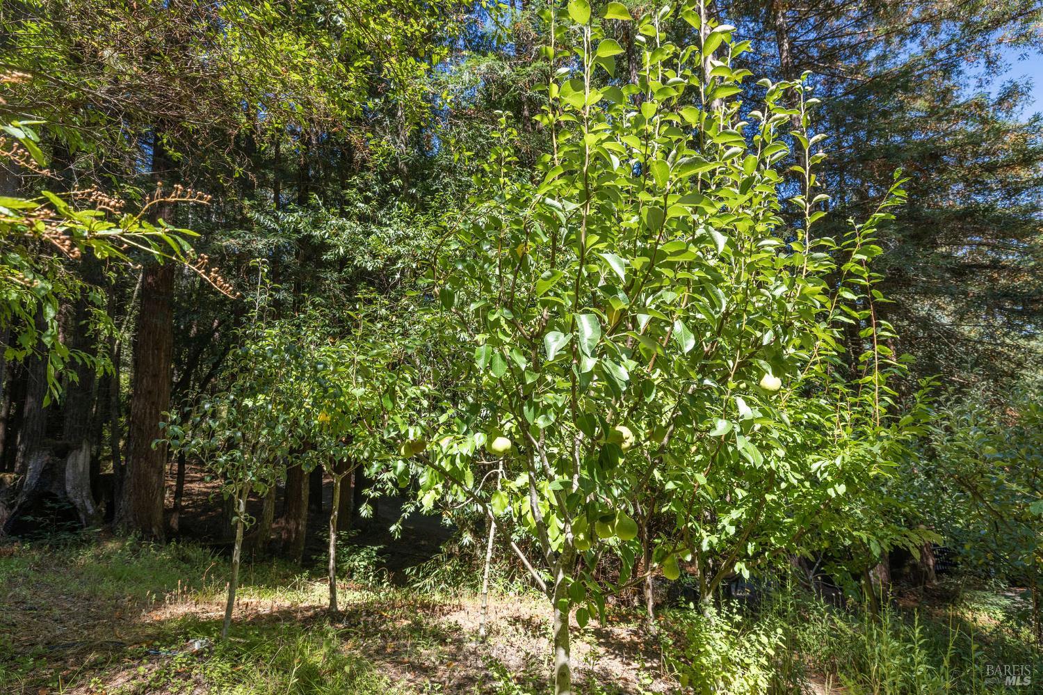 17970 Duncan Road Guerneville, CA 95446 - Photo 25 of 77