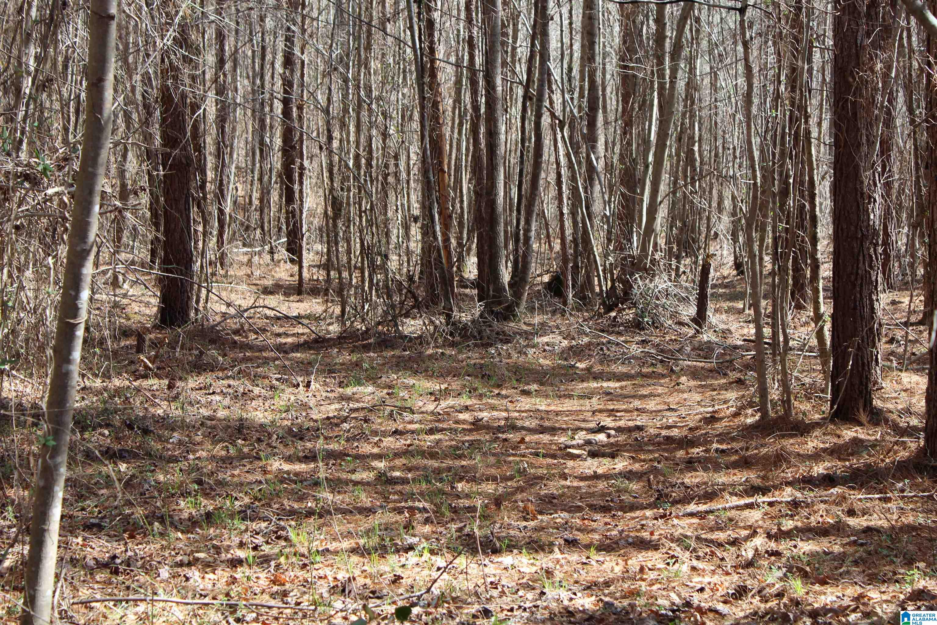 518 County Road, Unit 33 859ACRES Woodland, AL 36280 - Photo 27 of 32
