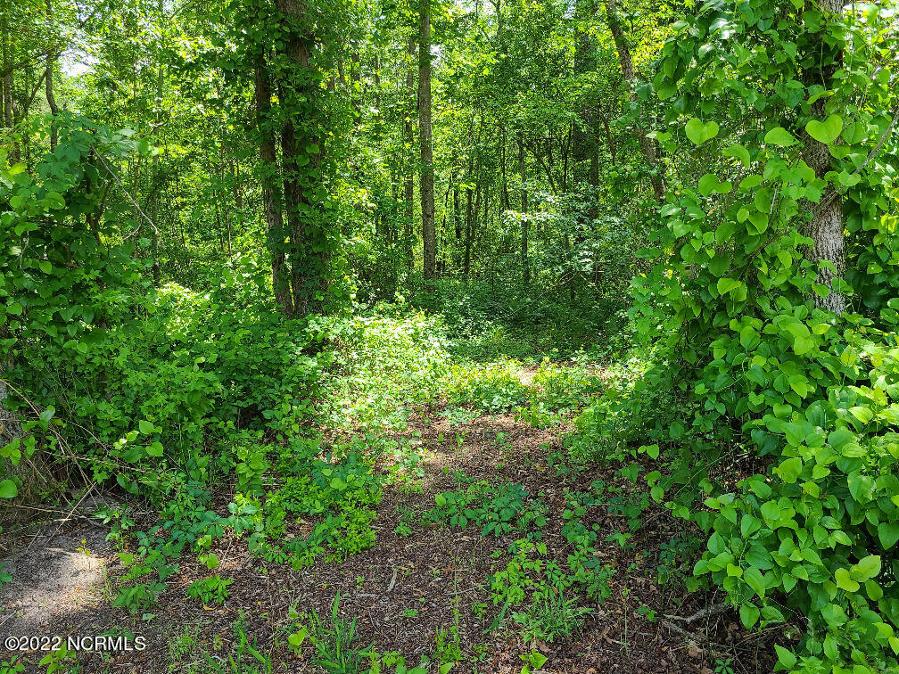 Tbd Mill Branch Road Fairmont, NC 28340 - Photo 13 of 40 13