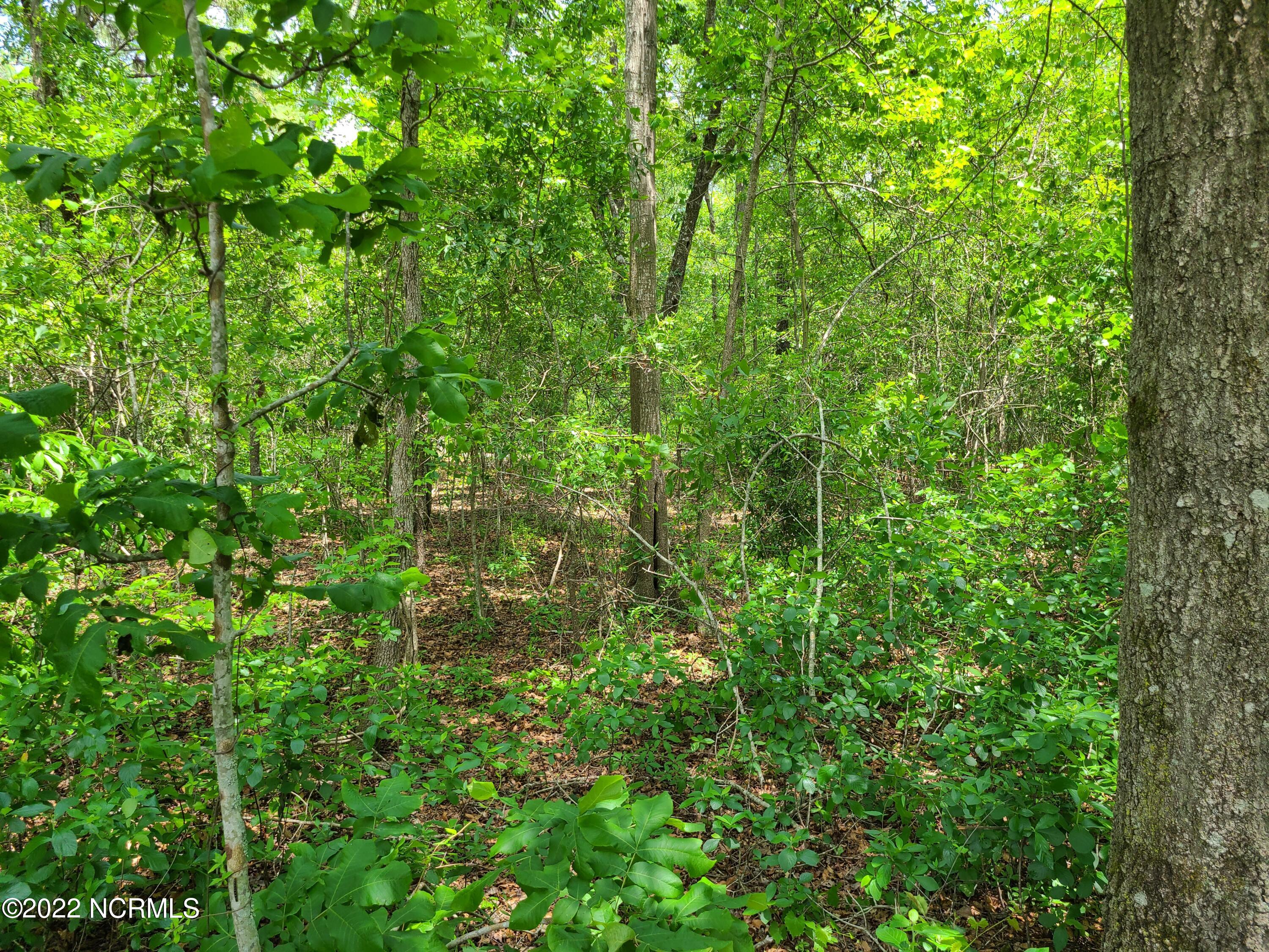 Tbd Mill Branch Road Fairmont, NC 28340 - Photo 14 of 40 14