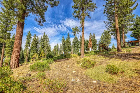 a view of a yard with trees