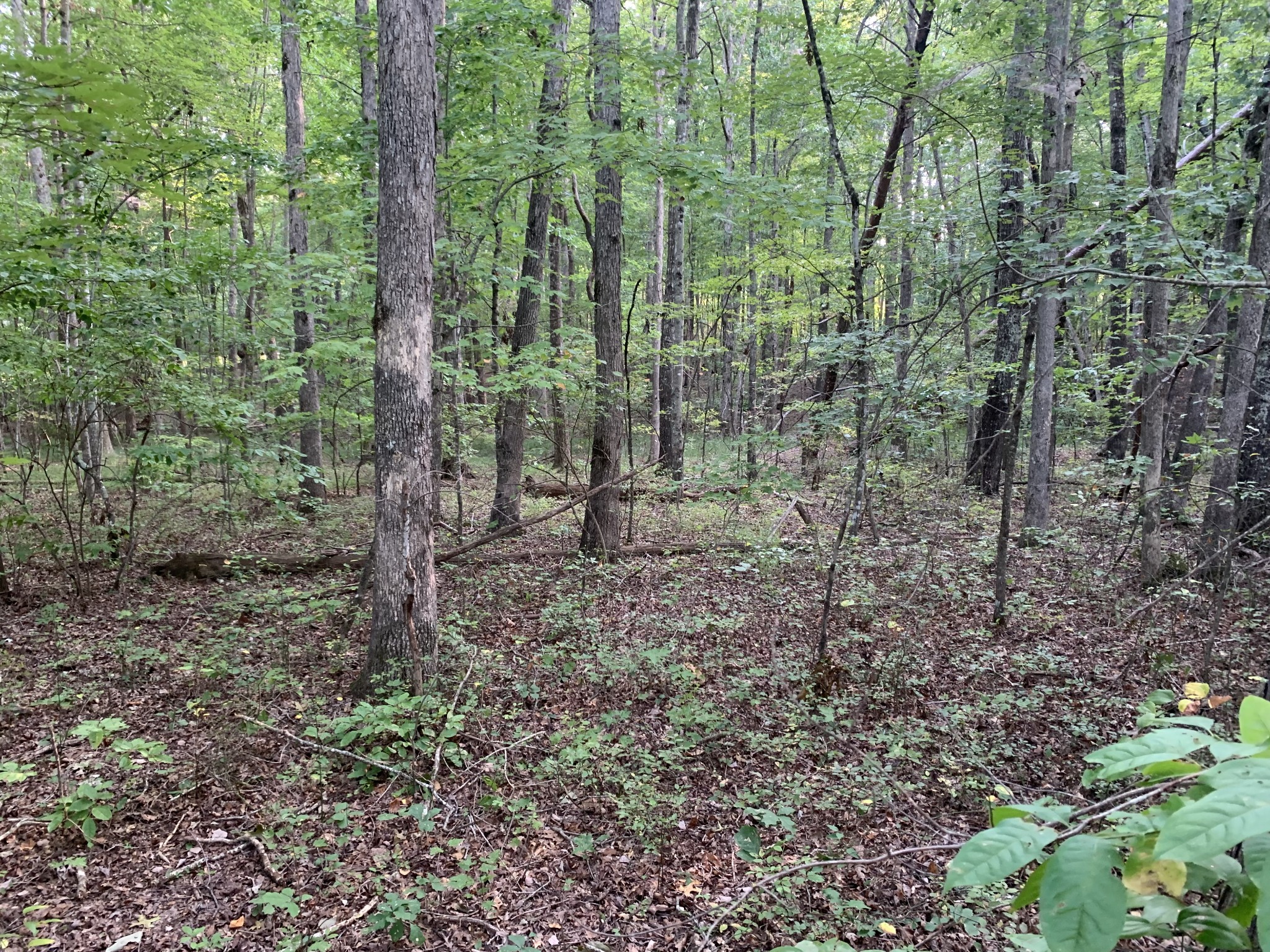 0 Ridge View Lane Spencer, TN 38585 - Photo 3 of 6