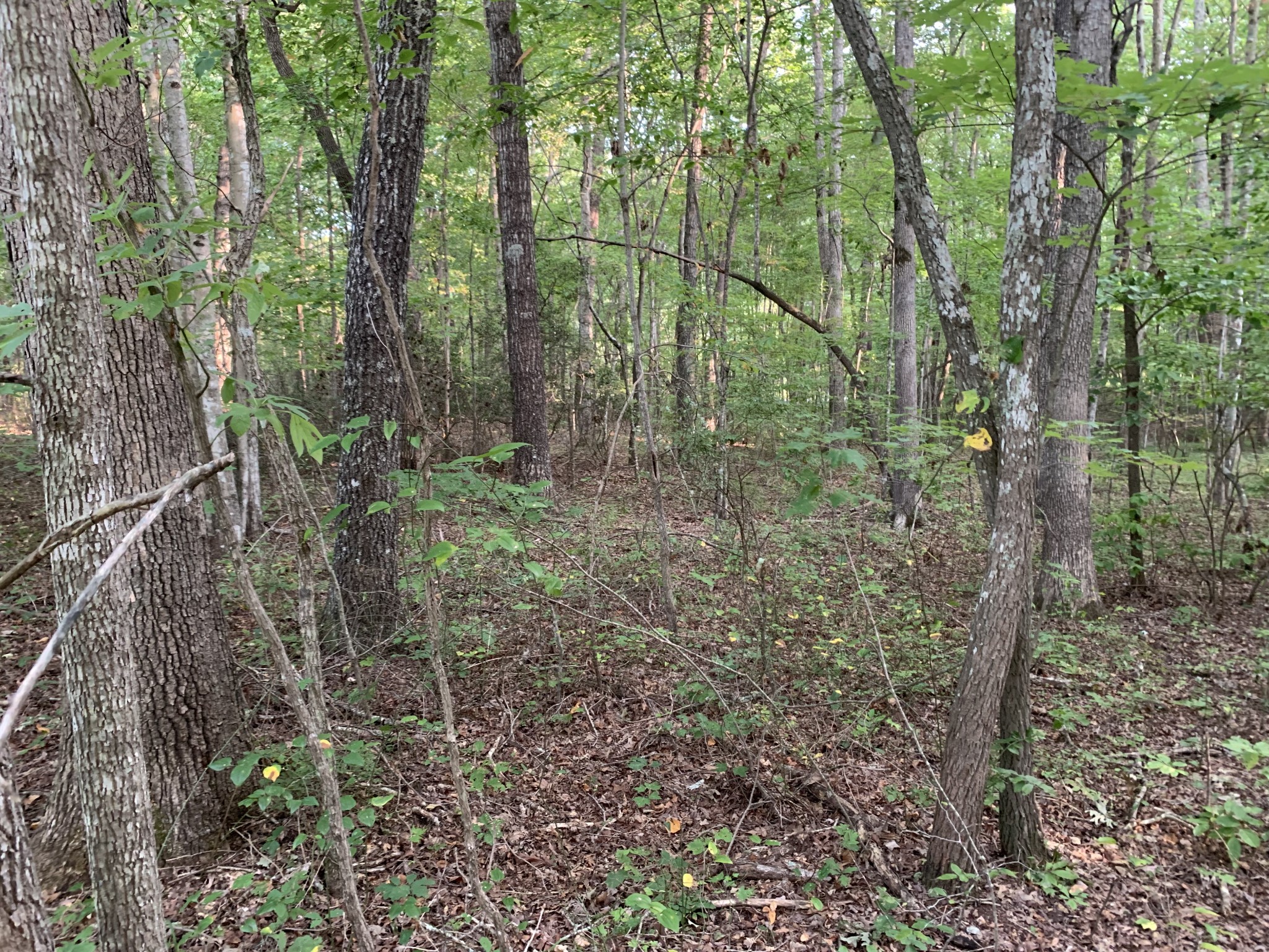 0 Ridge View Lane Spencer, TN 38585 - Photo 4 of 6