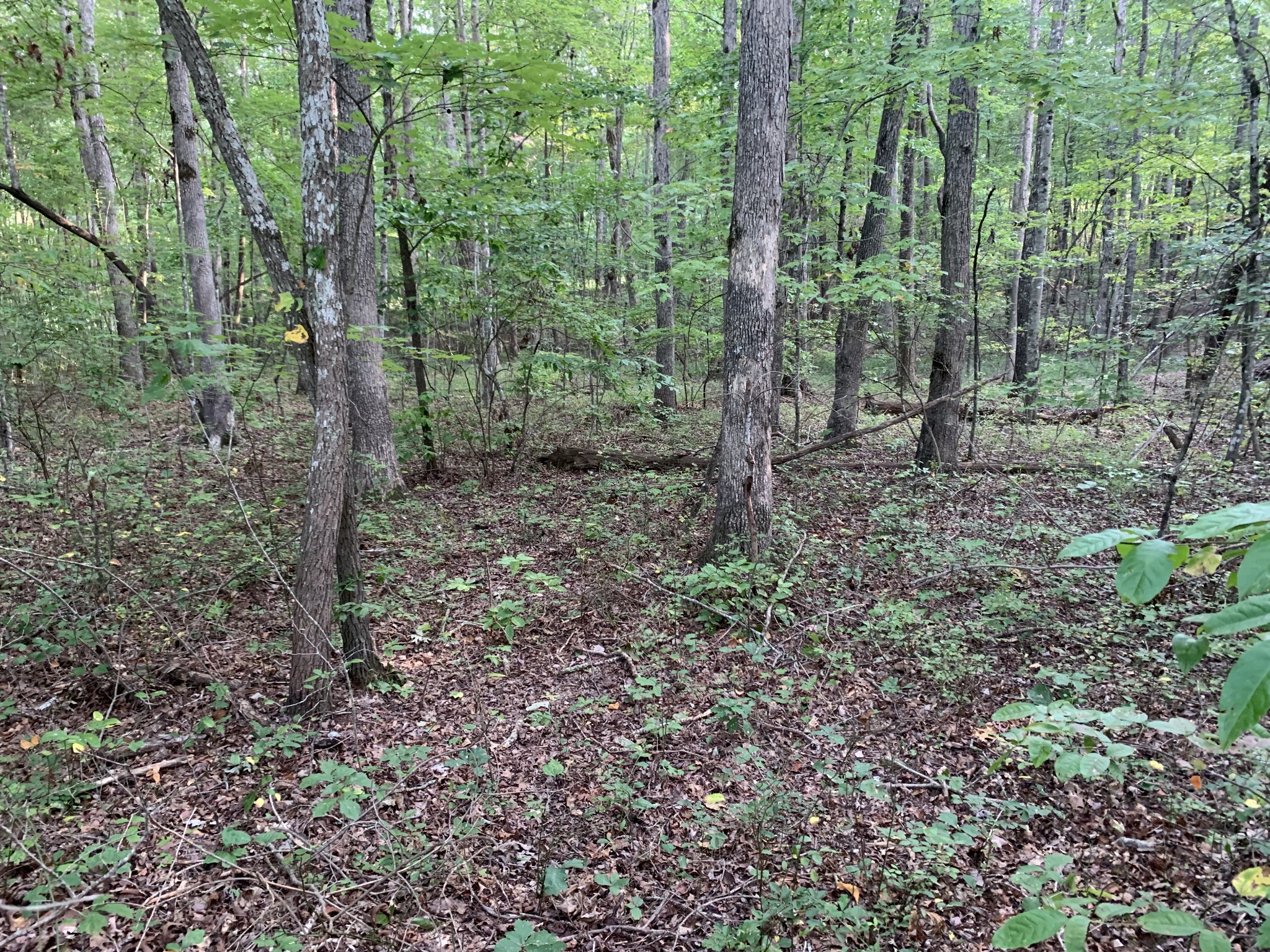 0 Ridge View Lane Spencer, TN 38585 - Photo 5 of 6