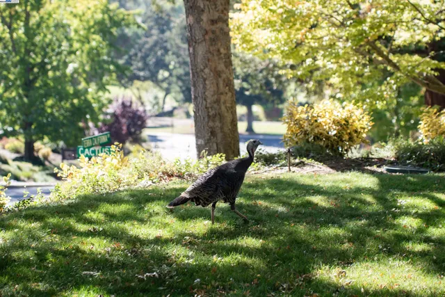 $875,000 | 900 Terra California Drive, Unit 2, Walnut Creek, CA 94595