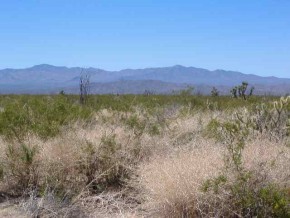 Custer Road Yucca, AZ 86438 - Photo 2 of 4 Additional Photo