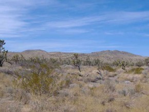 Custer Road Yucca, AZ 86438 - Photo 3 of 4 Additional Photo