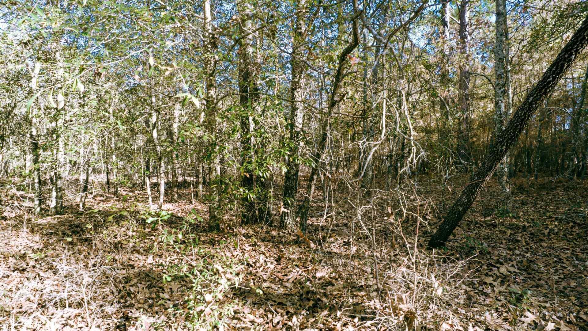 225 Weyerhaeuser Road Aiken, SC 29801 - Photo 19 of 32 Gallery Image 19