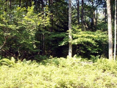 1 Hunters Ridge Dunmore, WV 24934 - Photo 2 of 2 Lot 1