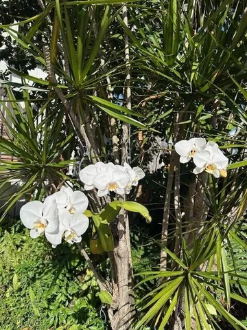 a picture of a tree in a backyard