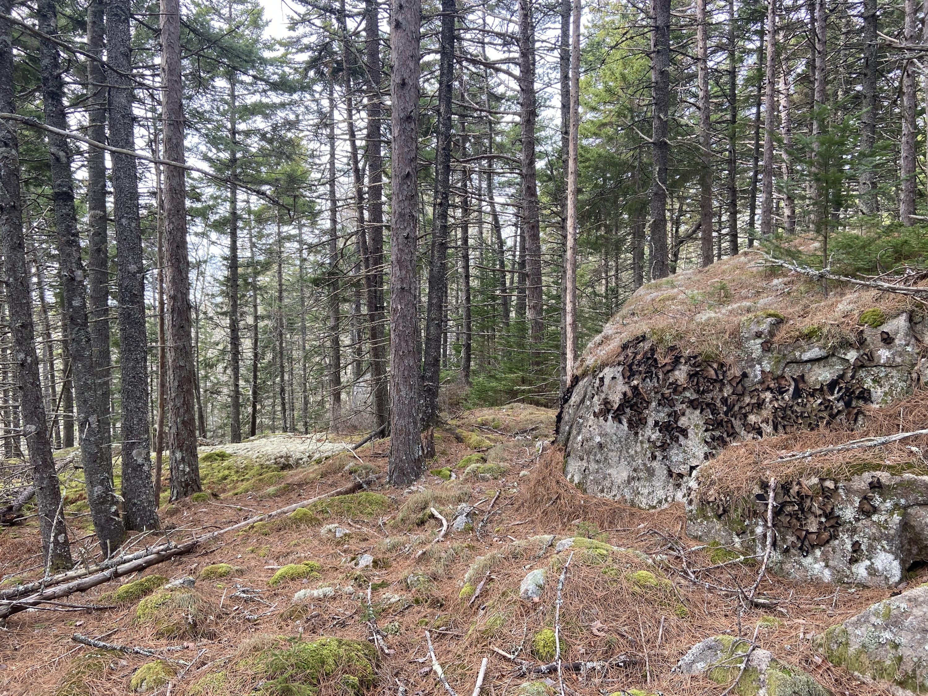 500 A Calderwood Neck Road Vinalhaven, ME 04863 - Photo 11 of 12 IMG_1320