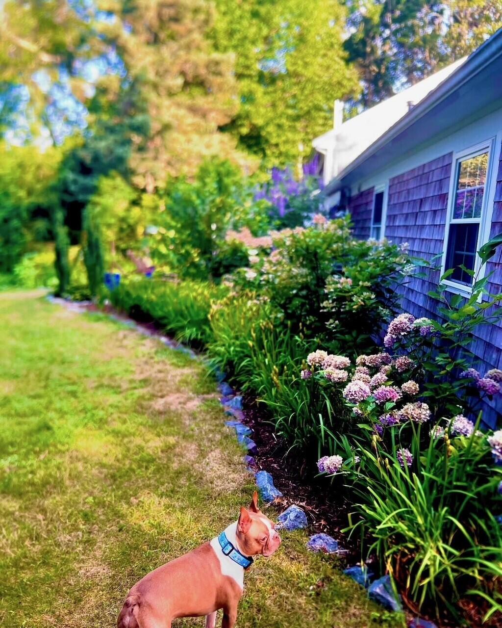 25 Frances Helen Road Yarmouth Port, MA 02675 - Photo 44 of 55 backyard7