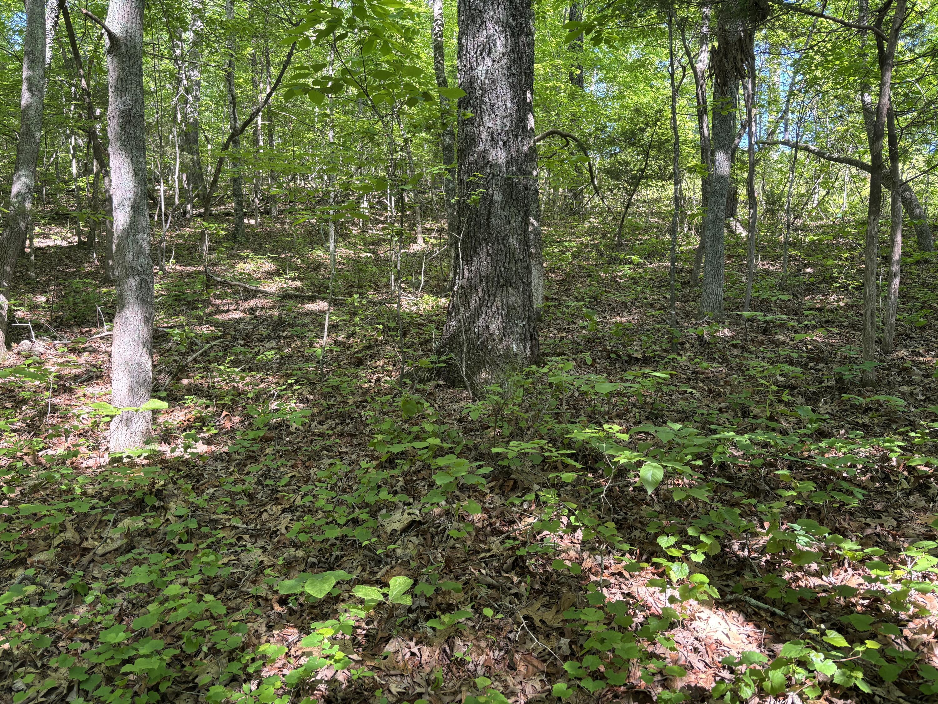 Lot 21-25 Van Davis Road Northwest Georgetown, TN 37336 - Photo 3 of 4 3
