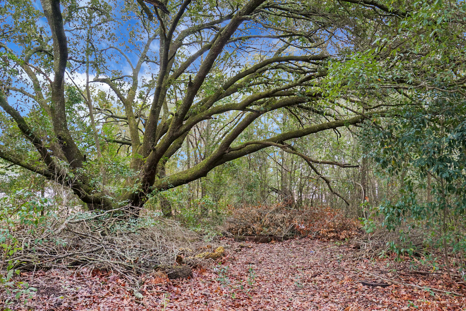 429 Sandhill Road Dorchester, SC 29437 - Photo 4 of 24 oak tree