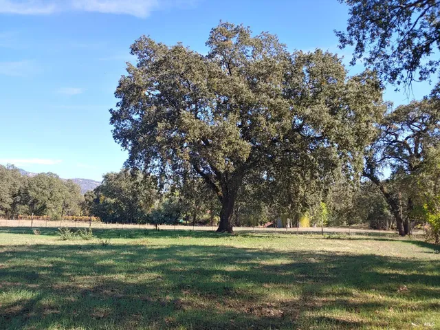a big yard with lots of green space and trees